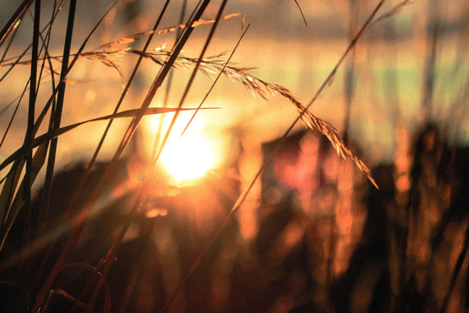 Autumn grasses during a sunset